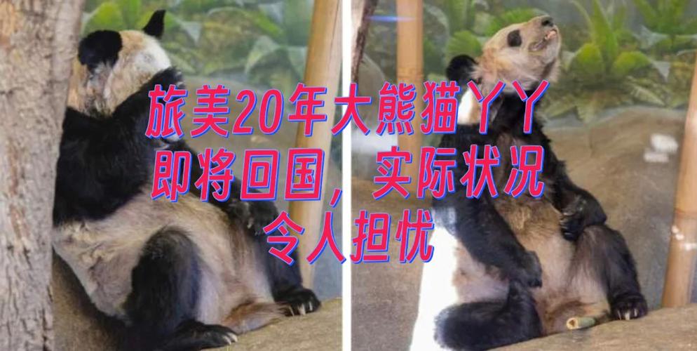 2025新澳门开奖记录和4旅日大熊猫将回国与旅日20年熊猫将回国 视频