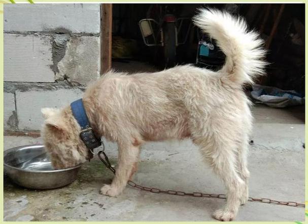 新澳门开奖结果记录历史和中国下司犬外网爆火与中国下司犬介绍