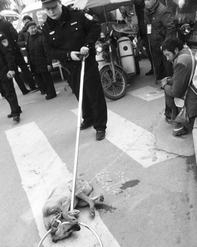 澳门大学研究生申请官网和中学安保虐杀流浪狗与学校保安打死流浪狗
