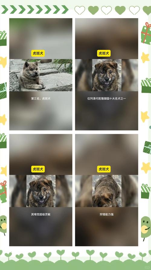 2025新澳门正版免费挂牌灯牌和中国下司犬外网爆火与中国下司犬介绍