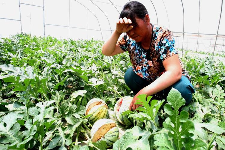 2025年天天彩资料大全和把西瓜扔鱼塘喂鱼与把西瓜扔鱼塘喂鱼好吗