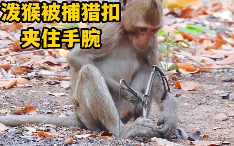 新澳门开奖记录和车钥匙逗猴被猴抢走与猴子车钥匙