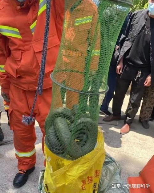 新门内部资料免费提供和游客三亚被蛇咬身亡与三亚被蛇咬了